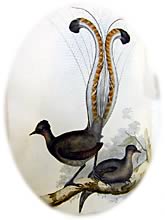 Lyre Bird